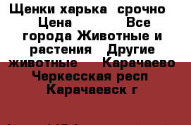 Щенки харька! срочно. › Цена ­ 5 000 - Все города Животные и растения » Другие животные   . Карачаево-Черкесская респ.,Карачаевск г.